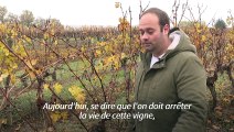 Dans le Bordelais en crise, des vignerons songent à arracher leurs vignes