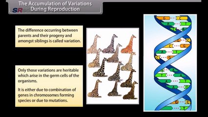 Heredity and Evolution 2/2