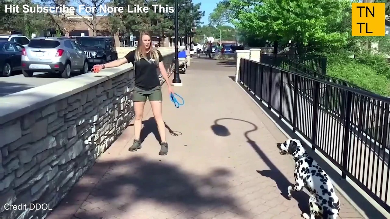 TRY NOT TO LAUGH FUNNY DOG TRAINING FAILS VIDEOS 2022 #4