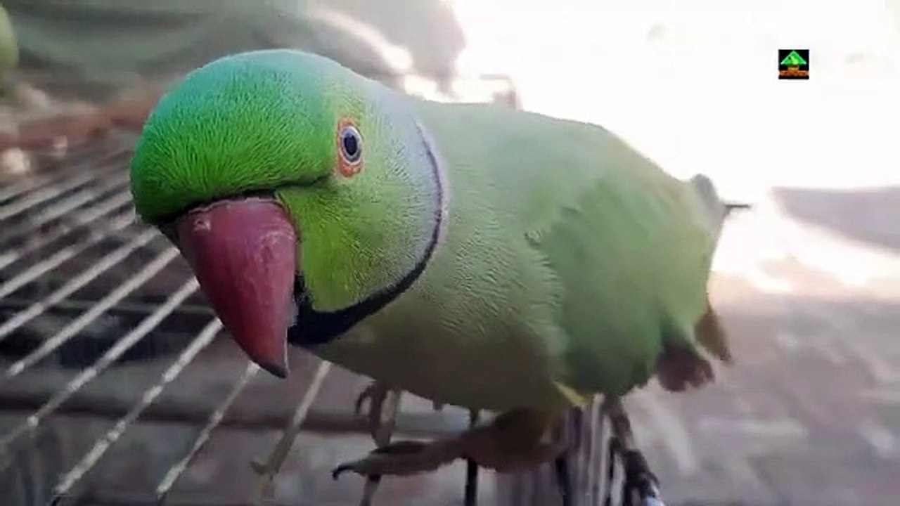 Funny_Green_Talking_Parrot_Speaking_And_Fun_With_Each_Other