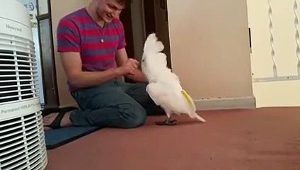 Faire croire à son perroquet que tu lui as volé son bec