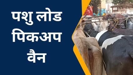 कटिहार: पशुओं से लोड दो पिकअप वैन को बजरंग दल के सदस्य ने पकड़ा, किया पुलिस के हवाले