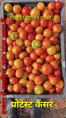 टमाटर की खेती