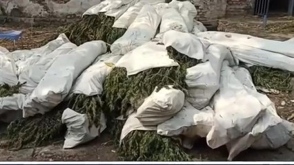 धार: बड़ी सफलता, 60 लाख किमत के 1052 अवैध गांजे के पौधे जप्त, आरोपी गिरफ्तार