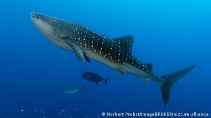 Pregunta del espectador: ¿emigran los tiburones ballena?