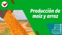 Cultivando Patria | Enasa en Portuguesa incrementa y garantiza la producción de maíz y arroz
