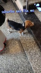 Feet Touching Blessings By Puppy