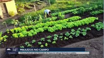 Chuva de granizo destrói plantações na zona rural de São Gonçalo do Sapucaí