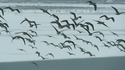 잠깐, 쉼 - 철새의 낙원, 한반도 / YTN