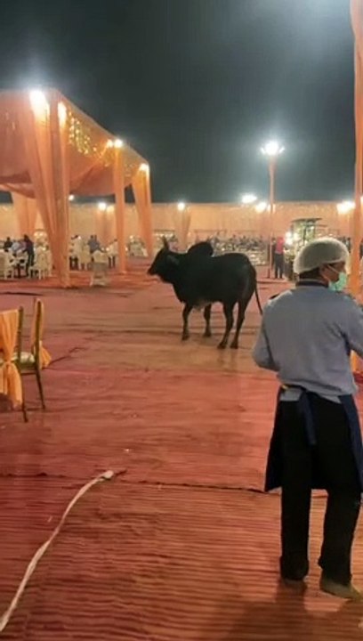 शादी मे घूसा सांड ओर फिर देखो क्या हुआ ।।