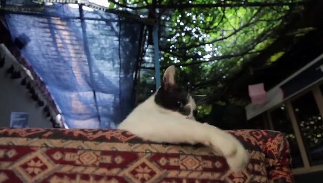 Kedi - Des chats et des hommes Bande-annonce (TR)