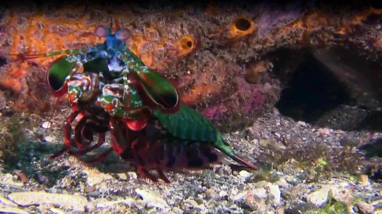 Wildes Australien (2014) Staffel 1 Folge 2 HD Deutsch