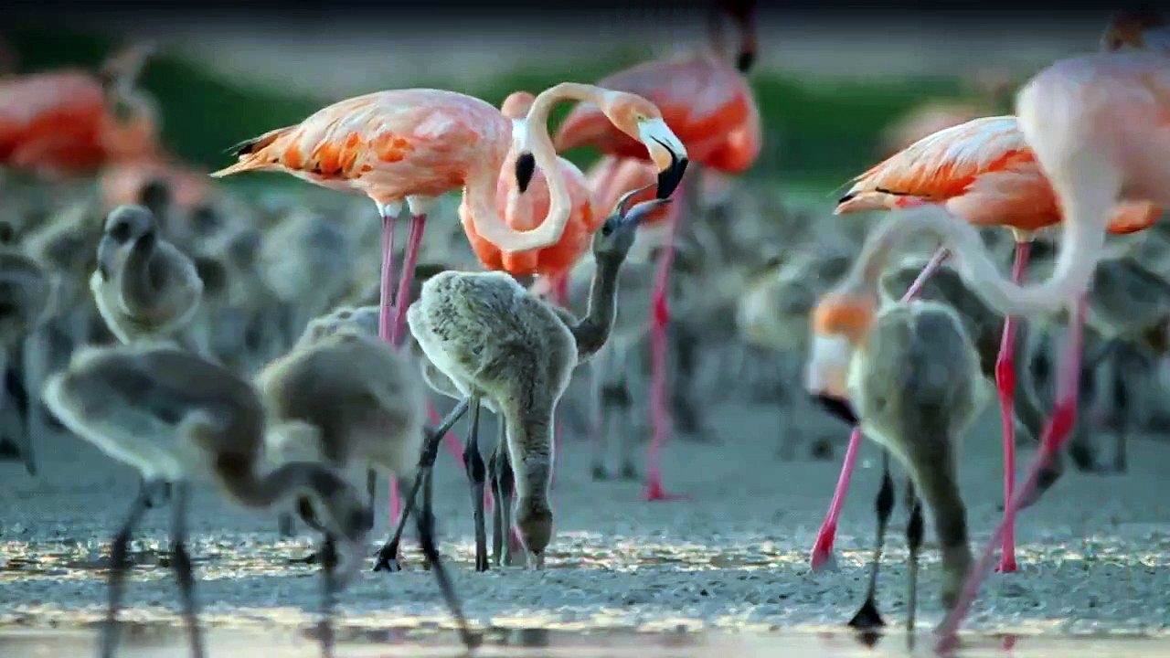 Wildes Mexiko Staffel 1 Folge 2 - Part 02 HD Deutsch