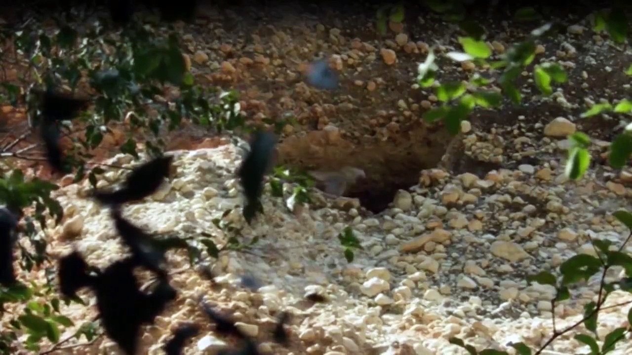 Wilde Tierbabys Staffel 1 Folge 3 - Part 01 HD Deutsch