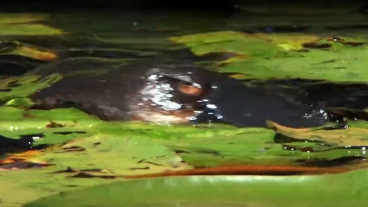 Wildes Australien (2014) Staffel 1 Folge 4 HD Deutsch