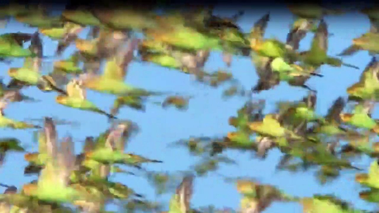 Wildes Australien (2014) Staffel 1 Folge 1 HD Deutsch