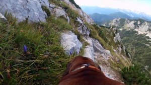 Köpek nasıl hareket eder?