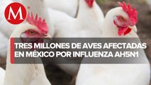 Influenza aviar AH5N1 ha afectado a más de tres millones 933 mil aves en México