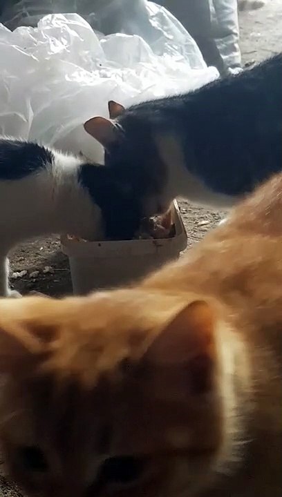 At first the cats got along eating together, finally got angry too