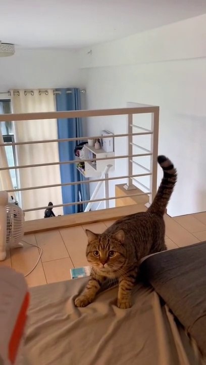 Pet cat