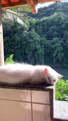 Cat Gets a Little Too Comfortable on Ledge