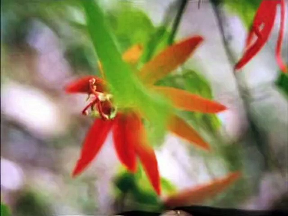 Ray Mears' Extreme Survival S01E01 Jungle Survival