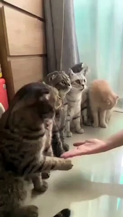 Cat meeting