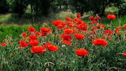 GELİNCİK OTU NEDİR FAYDALARI NELERDİR