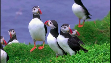 puffin birds the little monk from the arctic