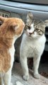 TOP Cat Fighting  | Best Cats Fighting New Compilation videos 2022