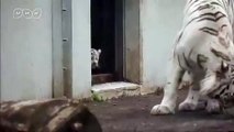 Viral: Tierno cachorro de bengala asusta a su mamá