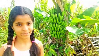 Health Benefits Of Banana Information In English @kuberclasses_HD