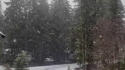 Large snowflakes fall in Washington