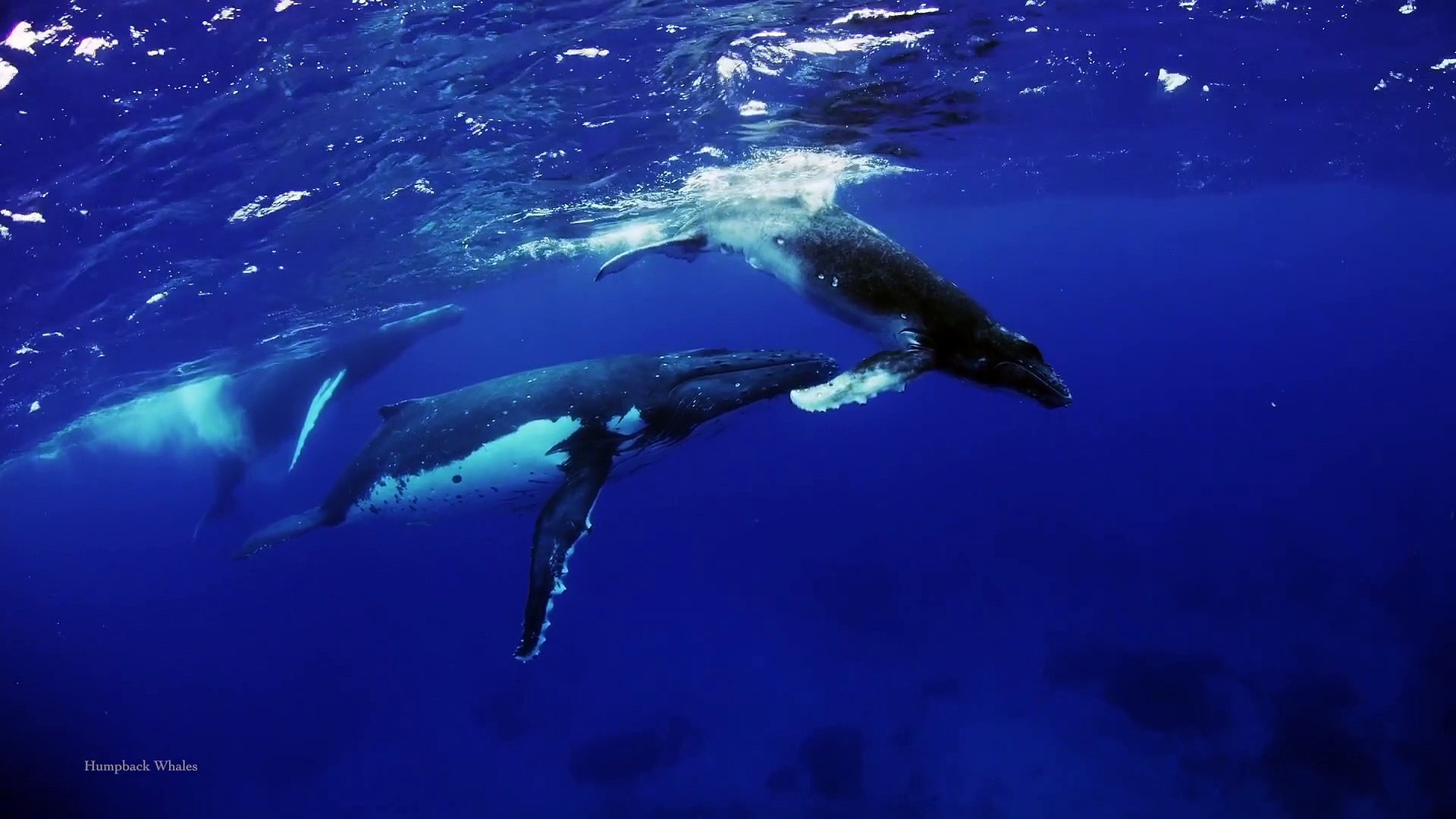 ⁣Wild Window - Whales