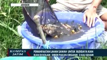 Bisnis Budidaya Ikan Koi Manfaatkan Lahan Sawah Tak Produktif