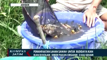 Bisnis Budidaya Ikan Koi Manfaatkan Lahan Sawah Tak Produktif