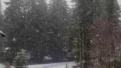 Large snowflakes fall in Washington