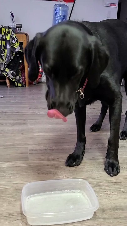 That One Time I Gave the Dogs Sparkling Water