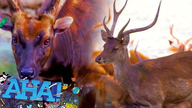 Spot Santa’s dearest friend reindeers! | AHA!