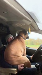 Dog Has to Be as Close to Dad as Possible