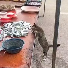 Kedi balığı alıp yoluna devam etti