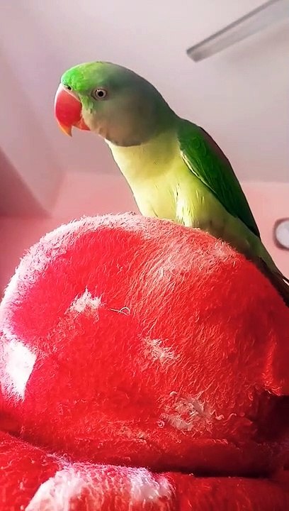 Parrots