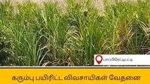 தருமபுரி: பூ பூத்ததால் கரும்பு பயிரிட்ட விவசாயிகள் கவலை!