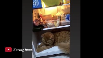 Tingkah Lucu Kucing Bikin Ketawa Ngakak