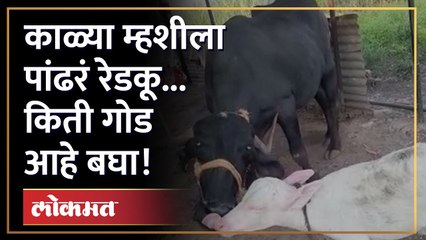 म्हशीचा रंग काळा.. रेडकू मात्र गोरं.., ही जोडी पाहून तुम्हालाही वाटेल आश्चर्य ! Solapur Mohol Wadwal