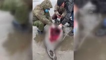 Hazar Denizi kıyısında 2 bin 500 civarında fok ölü bulundu