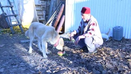 Kangal köpeğinin et yerine sebze yediğini gören Elazığlı'nın tepkisi gülümsetti