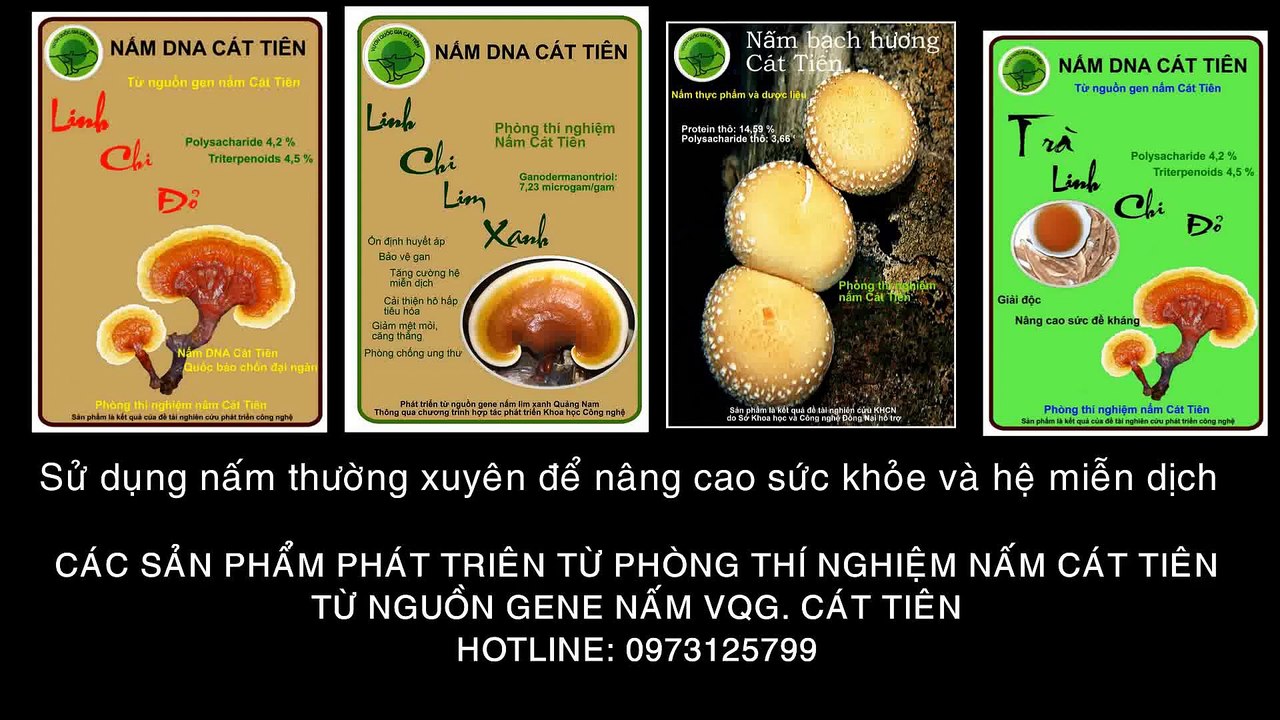Nấm lưới trắng (nấm nữ hoàng, nấm tâm trúc) Dictyophora indusiata ở Vườn quốc gia Cát Tiên.