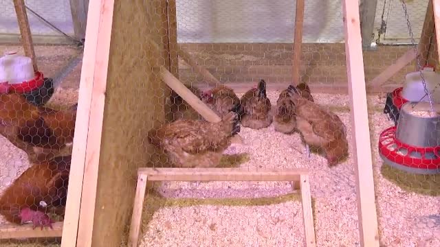 Colas en El Prat de Llobregat para conocer al pollo de pata azul