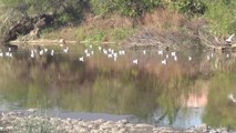 Osmaniye'de, Kanalizasyon Atıklarının Kuş Cenneti Bölgesinden Geçen Ceyhan Nehri'ne Döküldüğü İddia Edildi